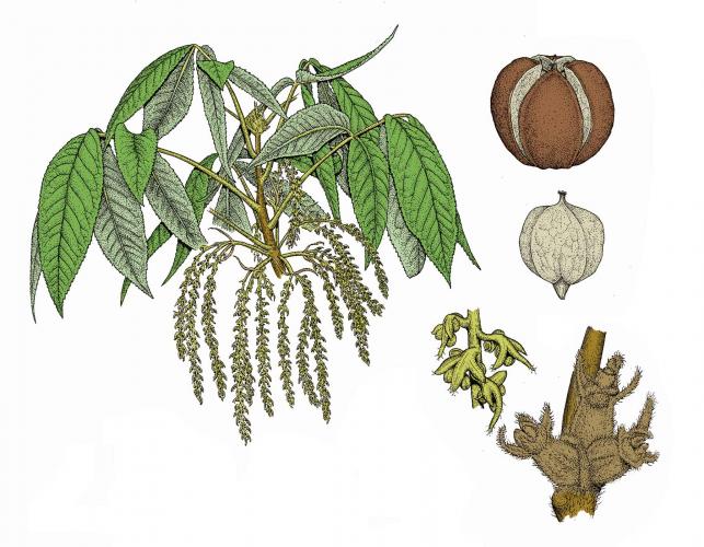 Illustration of shagbark hickory flowers, leaves, and fruits.