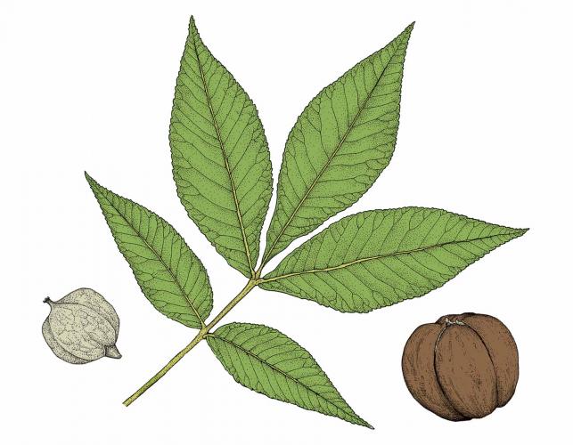 Illustration of shagbark hickory leaf and fruits.