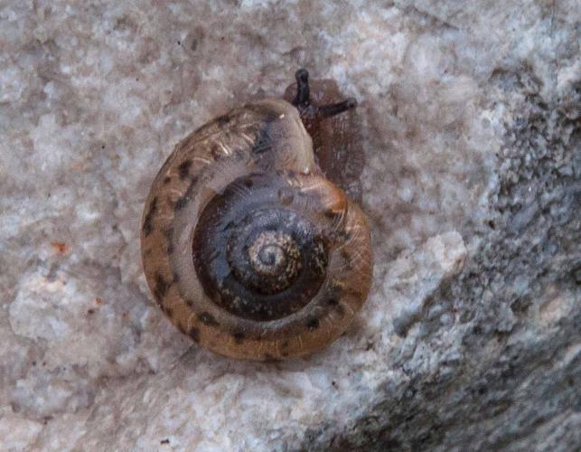 Land snail on side, showing whorls of shell