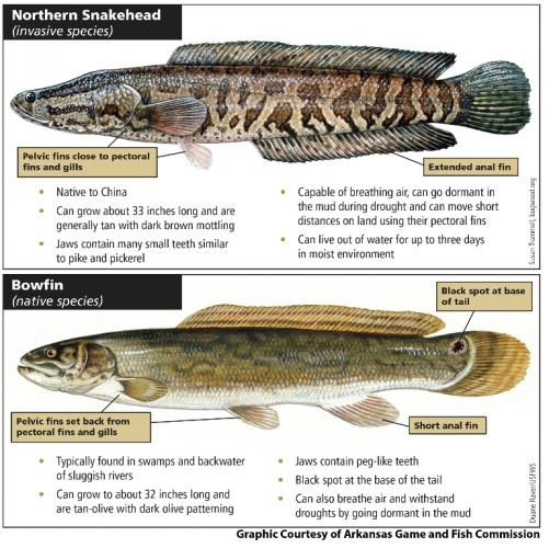 Image of a poster with illustrations of snakehead and bowfin, labeled to show anatomical differences