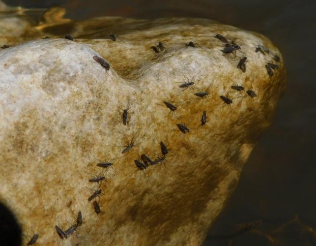 Dozens of snow midges on a rock in a creek, perched just above the water line