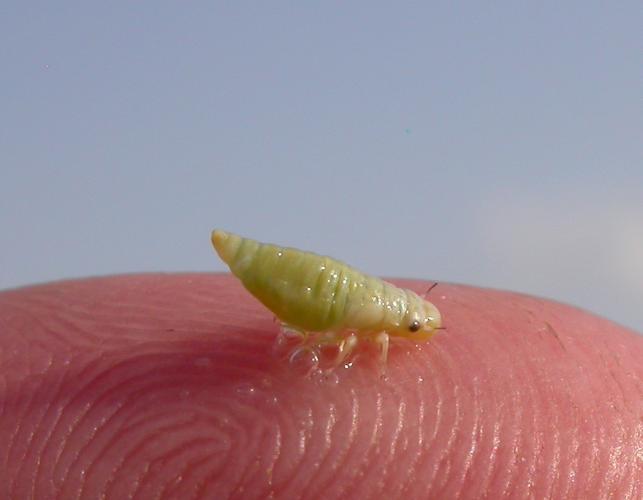 Photo of a meadow spittlebug nymph with abdomen extended outward, sitting on a fingertip