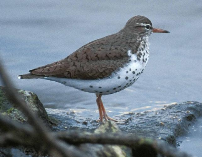 Photo of a spotted sandpiper standing on a muddy shore, side view.