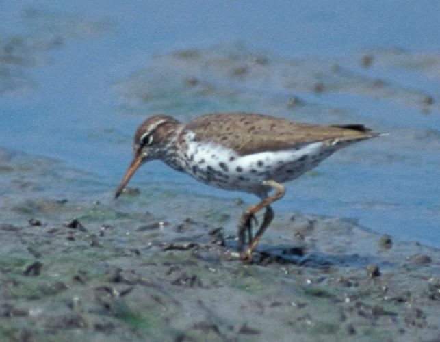 Photo of a spotted sandpiper foraging on a muddy shore.