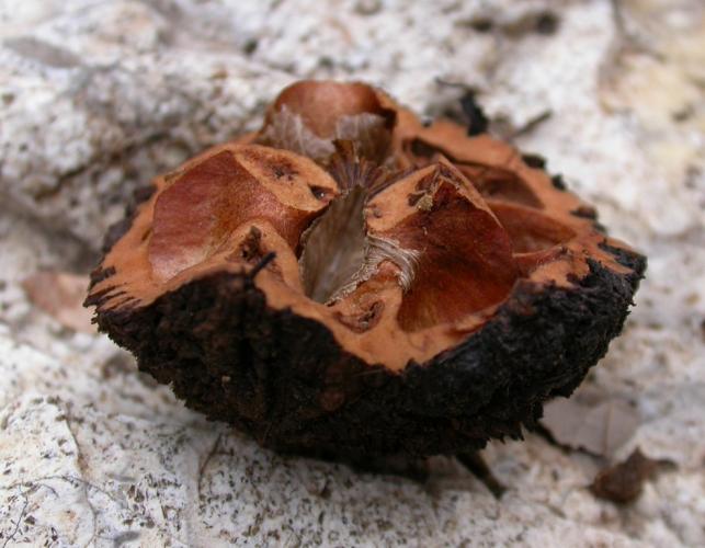 A fragment of a black walnut shell after a squirrel had chewed it open