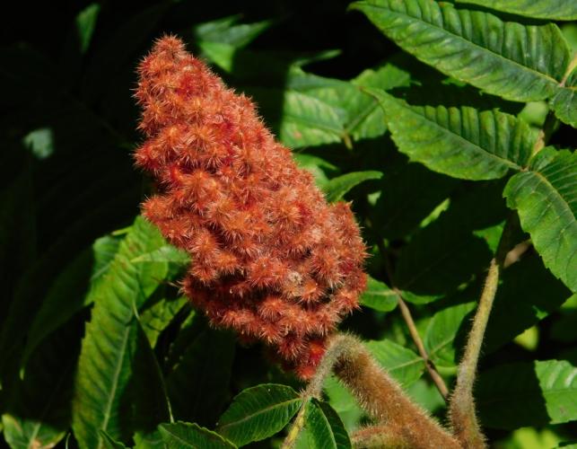 Staghorn sumac fruit clusters also showing fuzzy plant twigs
