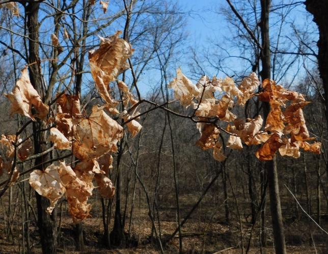 Sugar maple branch retaining dried, pale leaves in late winter