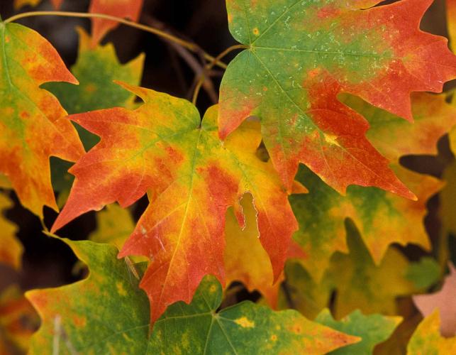 Multicolored leaves of sugar maple in fall
