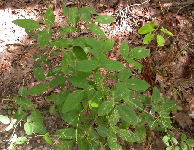 Tick trefoil plant growing in an upland forest
