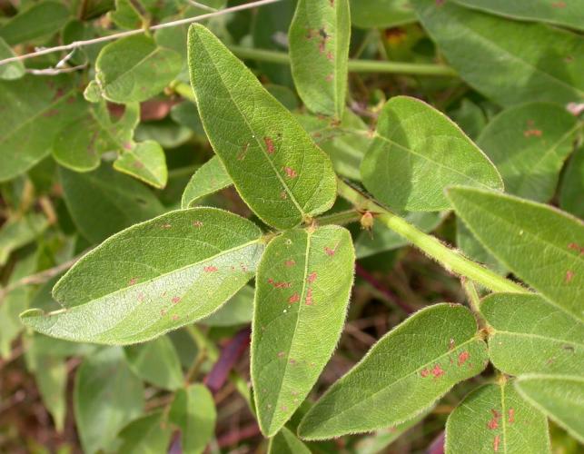 Tick trefoil leaves