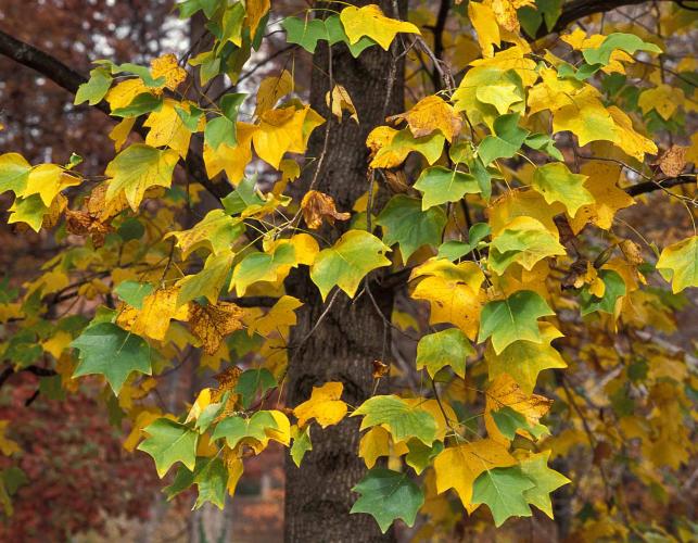 Tulip tree with leaves showing fall color