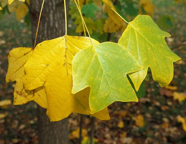 Closeup of tulip tree leaves showing yellow fall color
