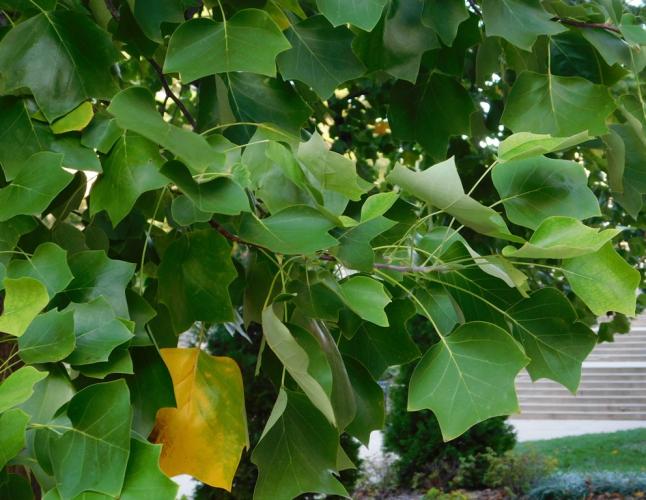 Photo of a tulip tree, showing many leaves