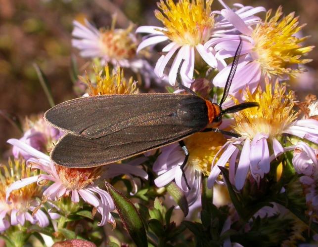 Photo of a yellow-collared scape moth collecting nectar from asters.
