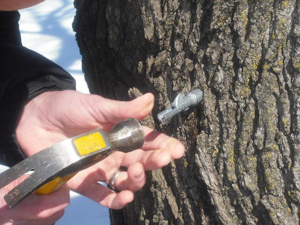 Hammering a tap into the trunk of a sugar maple