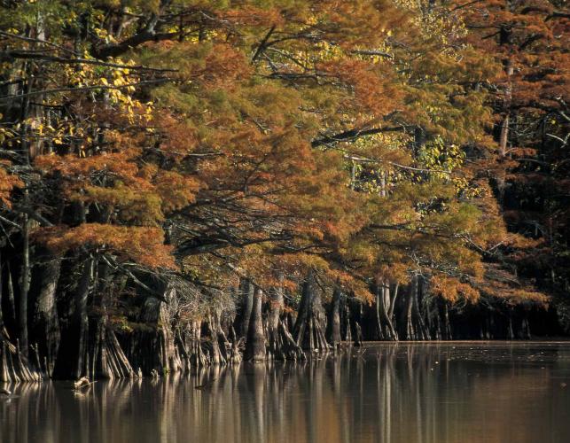 Photo of cypress and tupelo trees at Allred Lake Natural Area