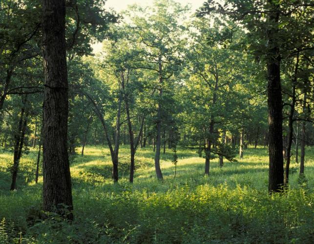 Photo of Bennett Spring Savanna showing lush grassy groundcover and scattered trees