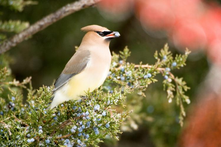 Photo of a cedar waxwing foraging for food.