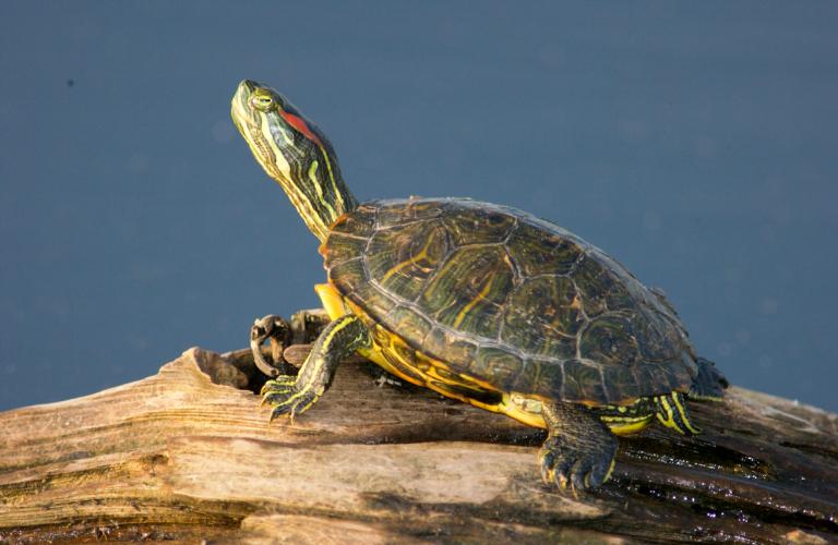 Image of a red-eared slider