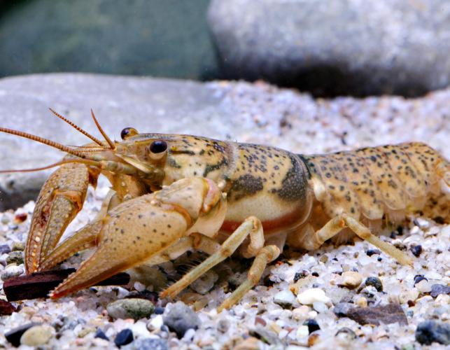Photo of a Big Creek crayfish.