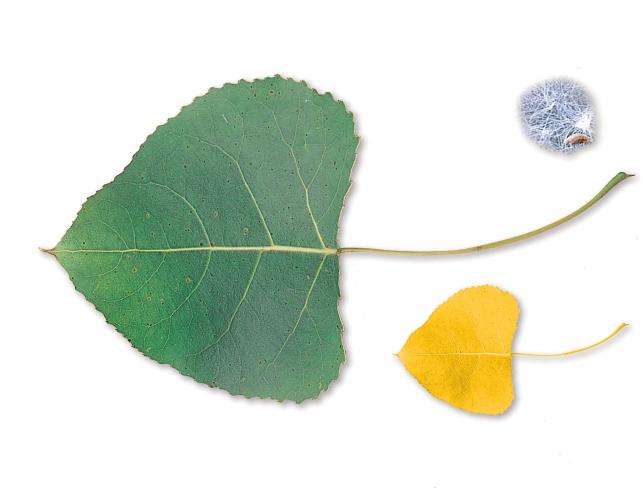 Image of cottonwood leaf