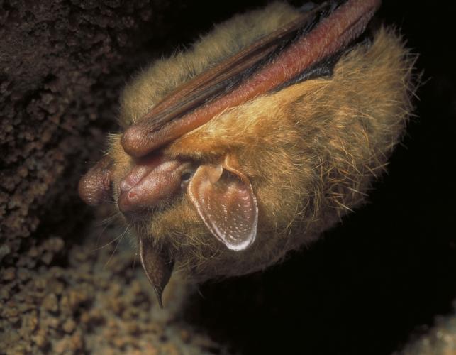 Photo of a tricolored bat hanging from a cave ceiling.