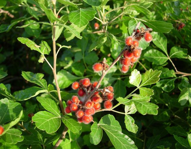 Photo of fragrant sumac plant with berries