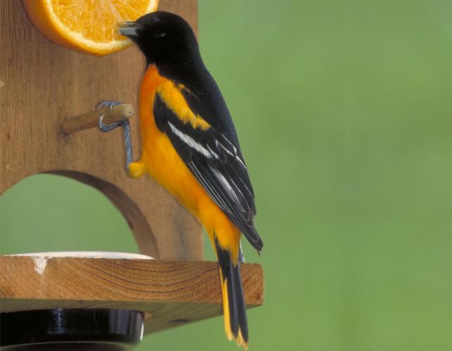 Image of a Baltimore oriole eating orange from a feeder