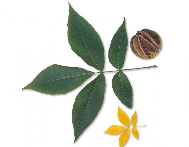 Image of a shagbark hickory leaf