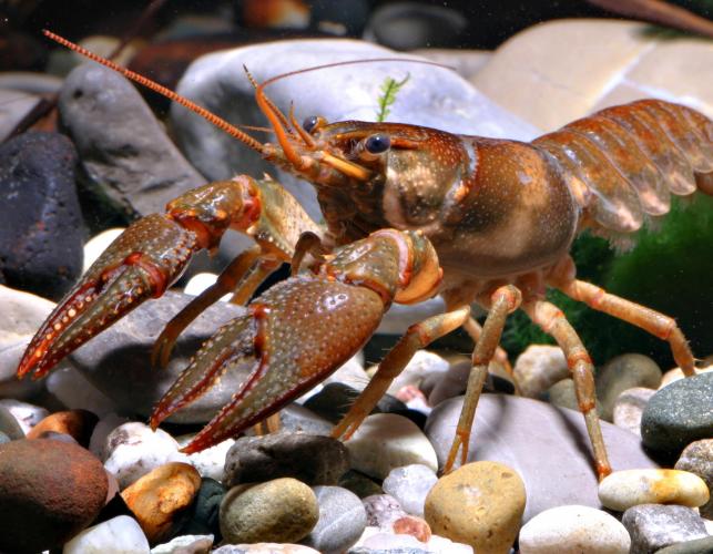 Photo of a St. Francis River crayfish.