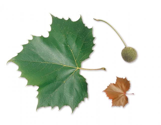 Image of a sycamore leaf