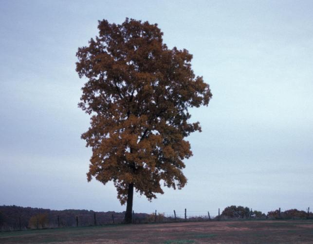 Image of a white ash tree