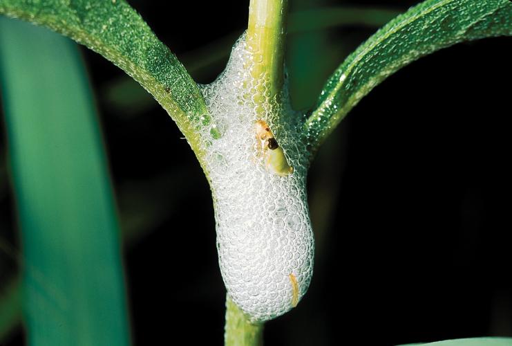 Photo of a spittlebug in its bubble house