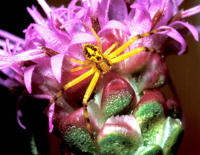 Photo of a northern crab spider on rough blazing star flowerhead.