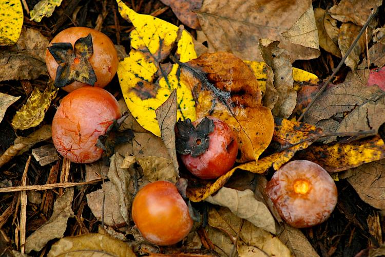 Persimmons on the ground amid fallen leaves.