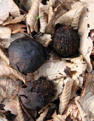 ripe-black-walnuts