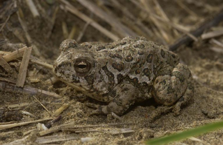 Photo of a Rocky Mountain toad (juvenile).