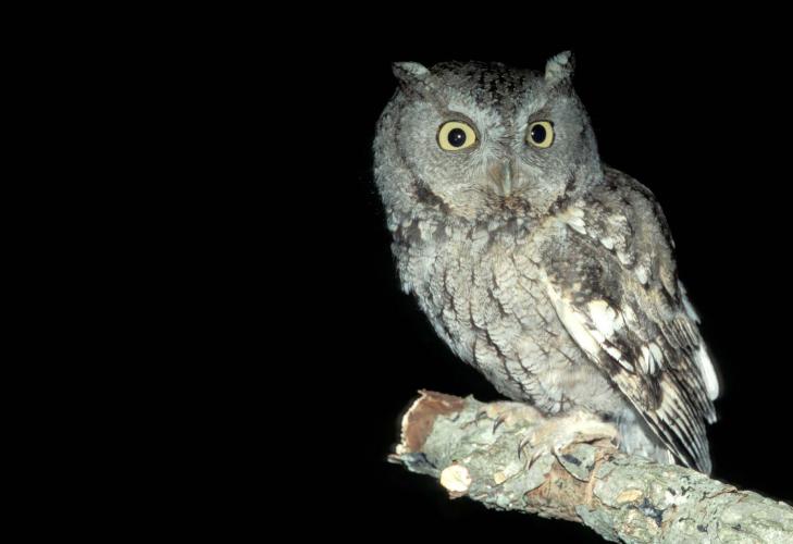 Image of eastern screech-owl, gray phase