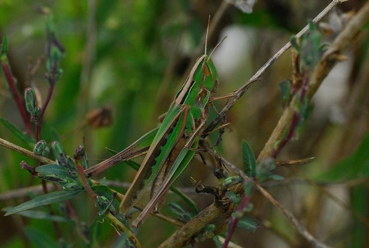 Photo of a female admirable grasshopper