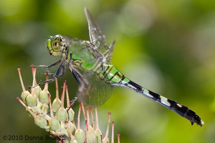 Photo of an Eastern Pondhawk dragonfly, female