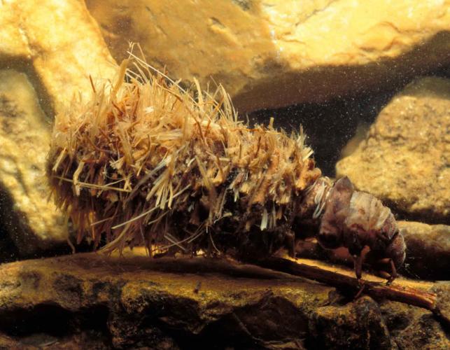 Photo of caddisfly larva with case made of plant fibers