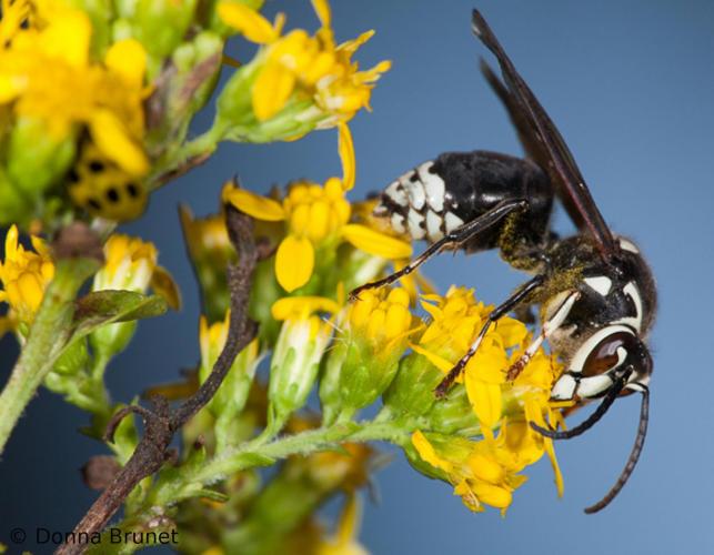 image of Bald-faced Hornet on Goldenrod