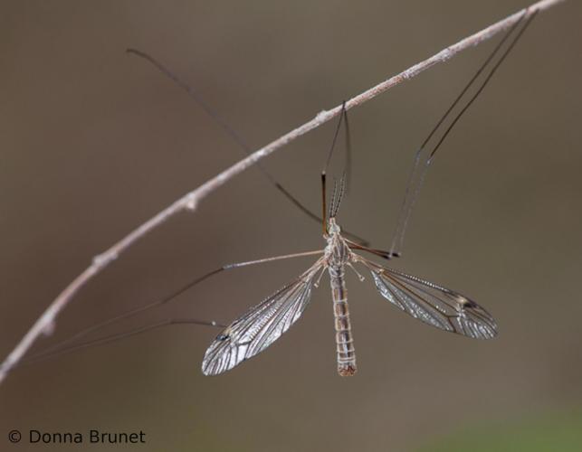 image of Crane Fly clinging to a twig