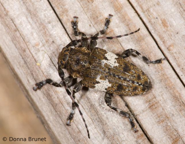 Flat-faced longhorn beetle crawling on wood