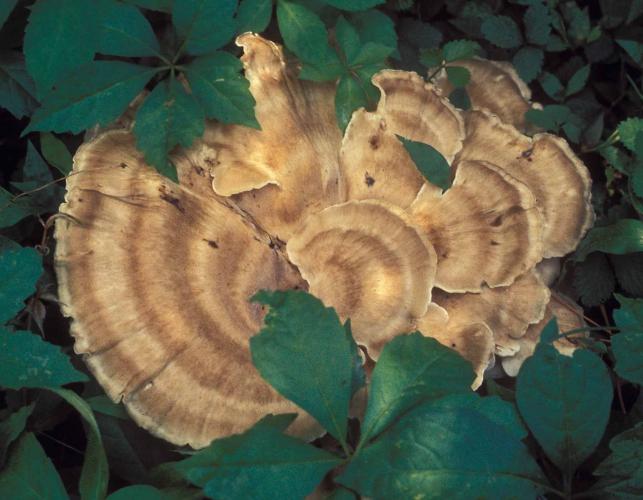 Photo of black-staining polypore, tan fan-shaped rosette mushroom