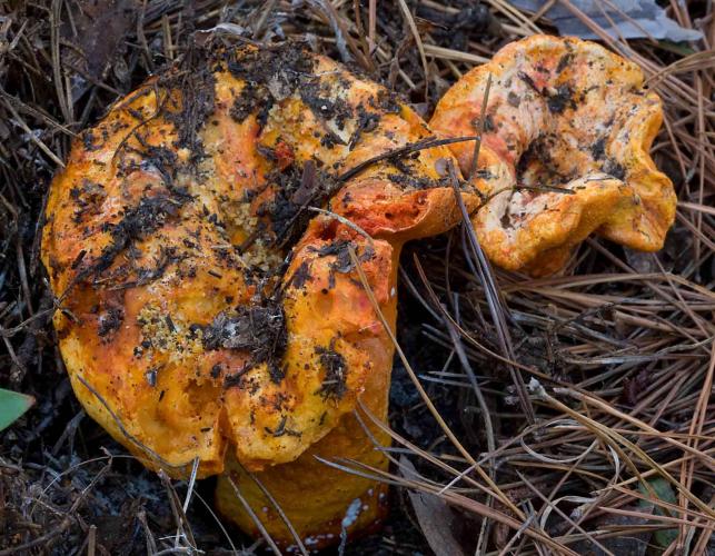 Photo of lobster mushroom, an orange, dirty fungus, emerging from underground