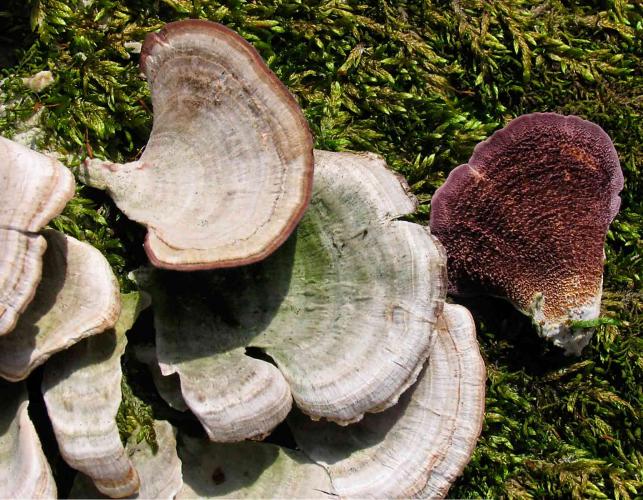 Photo of several violet toothed polypores, violet-gray bracket fungi
