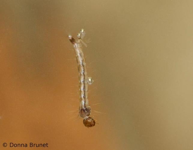 image of a Mosquito Larva