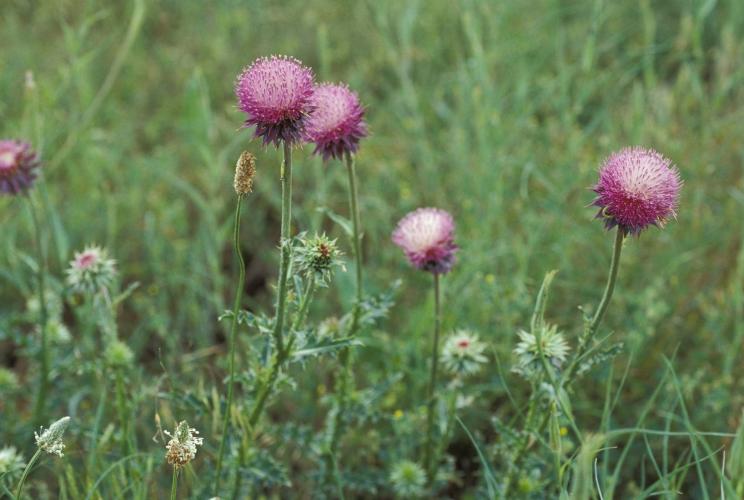 Photo of musk thistle showing fuzzy purple flowers on tall, prickly stems