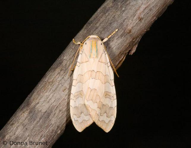 image of a Banded Tussock Moth